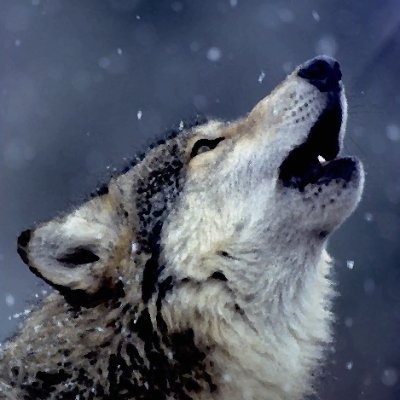 WF_Mactire's profile picture. 