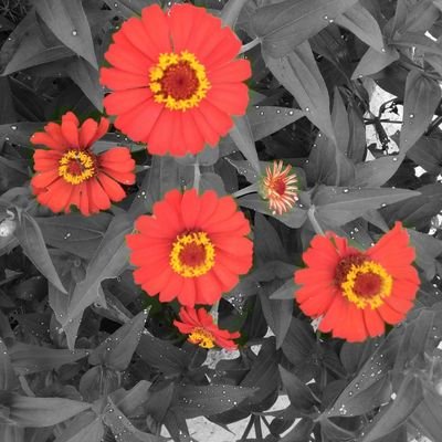 ayyash175's profile picture. amwertuñg aller werte