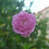 فاطمة🌷 (@fatimah_des) Twitter profile photo