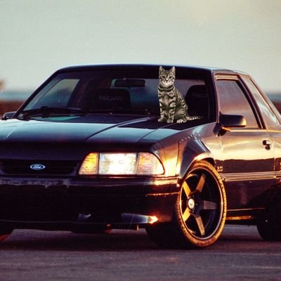 CatsOnFoxes's profile picture. Putting cats on Ford Mustang Foxbody's |