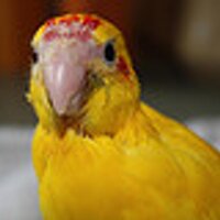 Irene Moors (@irene_moors) 's Twitter Profile