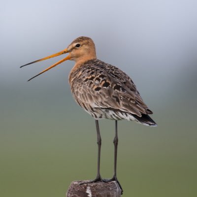 Natuur fotografie