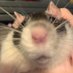 rat (@ratseveryhour3) Twitter profile photo rat (@ratseveryhour3) Twitter profile photo