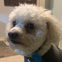 phat_phan (@phatphantastic) 's Twitter Profile