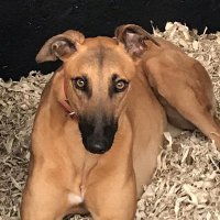 Karen Dodington (spot on kennels) (@dodingtonkaren) 's Twitter Profile