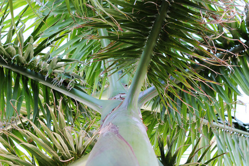 TreelandAZ's profile picture. Treeland Nurseries is one of Arizona's largest retail/wholesale nurseries. Treeland is family owned and operated since 1969.