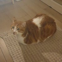 Ginger cat 🎗️ (@gingercat555) 's Twitter Profile Photo