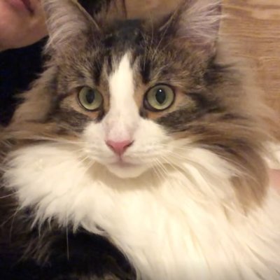 ノルウェージャンフォレストキャットとネザーランドドワーフを飼っています。
動物好きの方とつながりたい。
動画を上げているのでよかったらチャンネル登録お願いします!
youtube:https://t.co/FOdws5oYY2