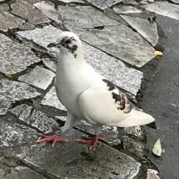 mokka (@mokka38825325) 's Twitter Profile