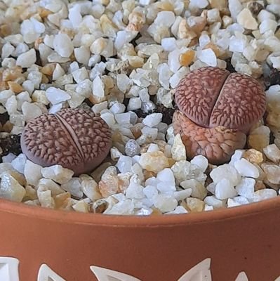 ana_villalibre's profile picture. lipthos ... suculentas