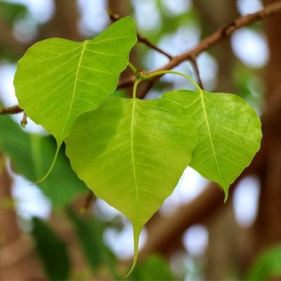 Ficus religiosa or sacred fig is a species of fig native to the Indian subcontinent and Indochina that belongs to Moraceae.
PLENTY SOURCE OF OXYGEN