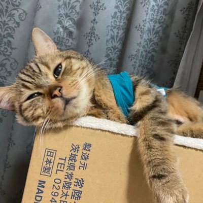 yzk4417's profile picture. トリマー