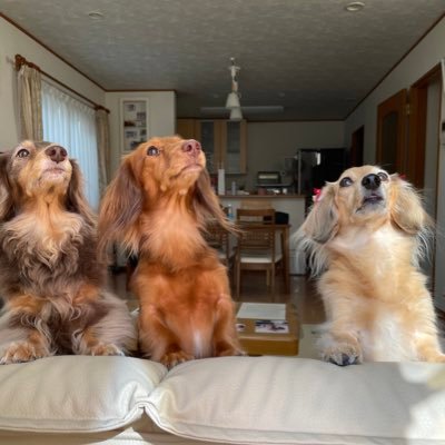 ayu_swimFly218's profile picture. 社会人