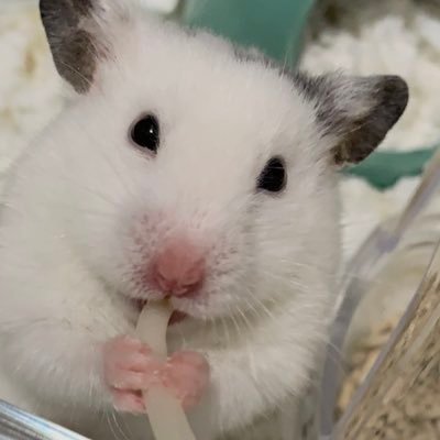 ねこと鮭フレークがすき。