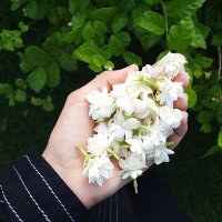 مَريم سَعيد 🪴. (@mannimaryam) 's Twitter Profile