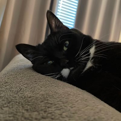 Triang_ularCat's profile picture. 🐈 🐈‍⬛