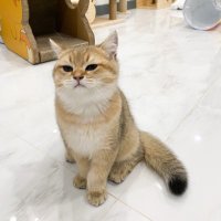 แมวบ้านพี่เจฟ | ขายของแมวกรุบกริบ 🙇🏻♀️ (@jeffbcattery) 's Twitter Profile