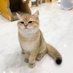 แมวบ้านพี่เจฟ | ขายของแมวกรุบกริบ 🙇🏻♀️ (@jeffbcattery) Twitter profile photo แมวบ้านพี่เจฟ | ขายของแมวกรุบกริบ 🙇🏻♀️ (@jeffbcattery) Twitter profile photo