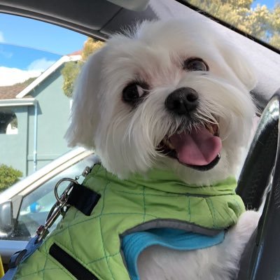 I am Bentley. I am a super sized 13 years young Maltese. I am a SuperTease cuz I am super sized doggie. I crossed the rainbow 🌈 bridge 05.28.2022.