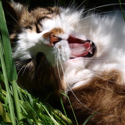 immumutable's profile picture. Just relatable.
🏳️⚧️🏳️🌈💕
