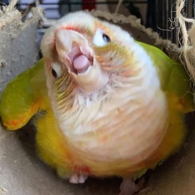 Maple pretty boi✨
Mango 🦖
Lychee dust🥔
Egg🍳
🐦💖
wooo birbs 🦜🐓🐧🕊️🦃🦅🦆🦉🦢🦚