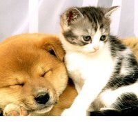 動物大好き動画館 (@anamallovely) 's Twitter Profile Photo 動物大好き動画館 (@anamallovely) 's Twitter Profile Photo
