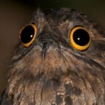 Dex Potoo birdさんのプロフィール画像