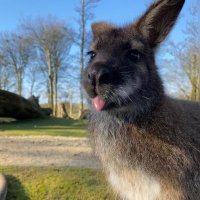 WannaBeaWallaby (@beawallaby) 's Twitter Profile