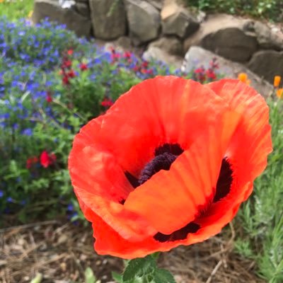 Suefoxsuefox's profile picture. 