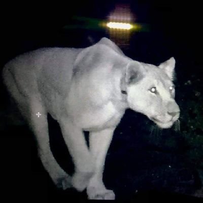 Helping Desert Lions..We will witness the last...We should all hope to Save The Desert Lions! Global, Critically endangered.