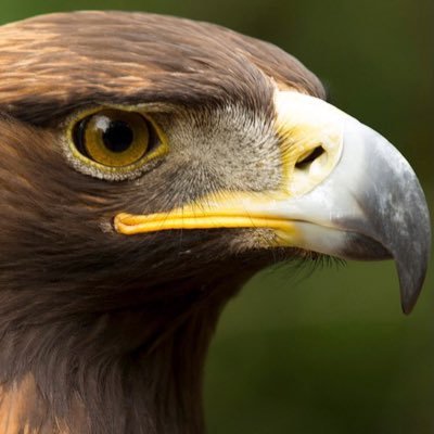 gold60eagle's profile picture. 