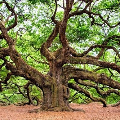 DerryOak's profile picture. A tree, growing.