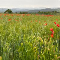 Elisabeth Martin G (@towandamg) 's Twitter Profile