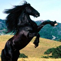 @sangrepura (@sangrepura83) 's Twitter Profile