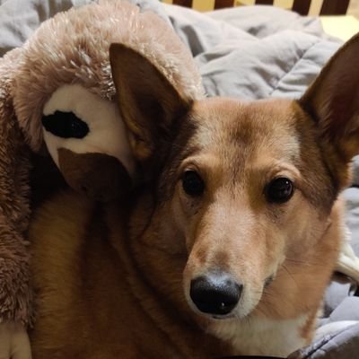 laikadogzoya's profile picture. I'm an Alaskan born Siberian Laika pup who just relocated to Georgia. Every day brings something new, but mainly I'm just trying not to overheat or get a tick.