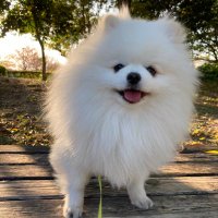 もふお@ぽめち (@hazard_mama) Twitter profile photo