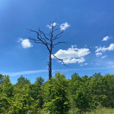 PascalVillebeuf's profile picture.