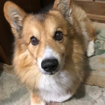 goemon007's profile picture. 故あって、団塊世代、真ん中は神の道少し右側を生きます。 小言爺