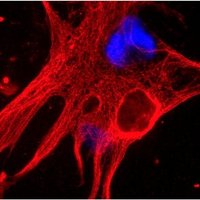 Tissue & Cell Engineering Society Conference 2021 (@tces2021) 's Twitter Profile
