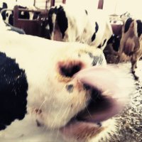 はや (@cv1iarl5eahfkmn) 's Twitter Profile