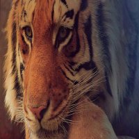 امير في زمن حقير (@u2pypid0zw1upm6) 's Twitter Profile
