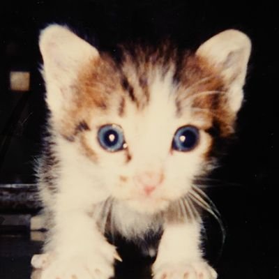 nhnofwwYfDrHyyx's profile picture. パン屋さんになるのが夢です。