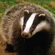 Agent Badger (@badgeragent) 's Twitter Profile Photo Agent Badger (@badgeragent) 's Twitter Profile Photo