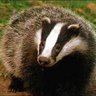 BadgerAgent's profile picture. A Badger with an interest in wildlife and the environment, art and NFT's. @StereogramNFT artist. #CNFT #stereogram father of @ectoplasmnft @titanoturtle
