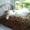 bentang's profile picture. Languid perfectionist.