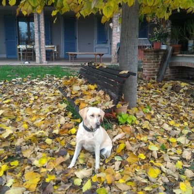 Vorrei chiedere a tutti i veterinari del Piemonte, di aumentare le dosi di cibo per i cani.
Con sta mania dell' ingrassare qui mi danno le crocchette pesate!!