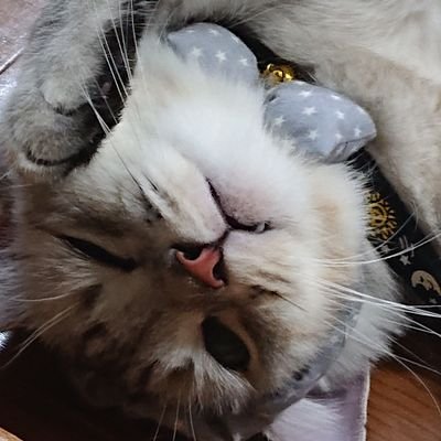 Ha_ttyo's profile picture. L’(ベーシスト偏愛)、ホラー映画(心霊、エクソシズム、ゴシック)、ワイン、基本的に休日は昼から呑んでます。 
そして猫の僕...