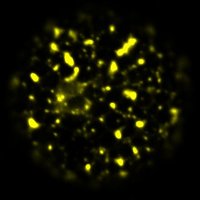 Stress Granules (@stress_granules) 's Twitter Profile