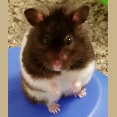 Zed_not_zzee's profile picture. 