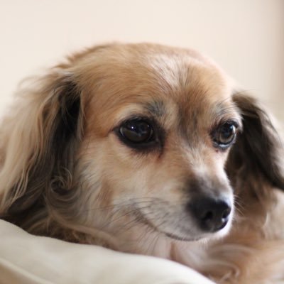 PWEVceAv0UdDktc's profile picture. チワックスの魅力を届けます